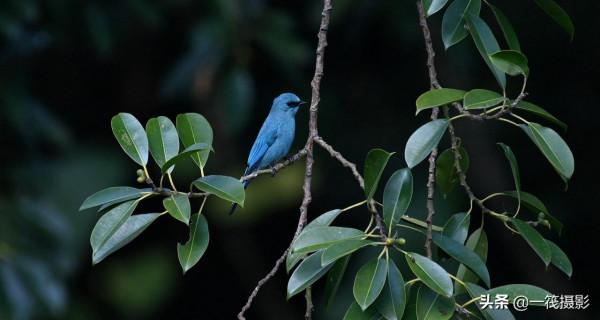 活躍在華南植物園裡的銅藍鶲