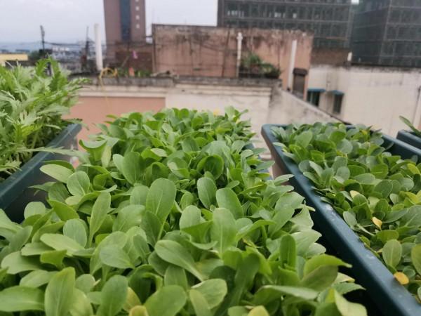 這5種快菜一年四季都可以種，只要1塊錢的種子，28天就能爆盆採收