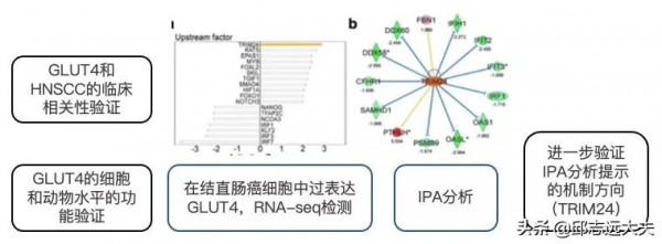 一文解鎖機制研究神器——IPA分析 一文解鎖機制研究神器——IPA分析