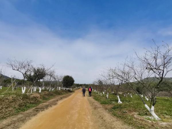 馬巒山的白梅花都開啦 馬巒山的白梅花都開啦