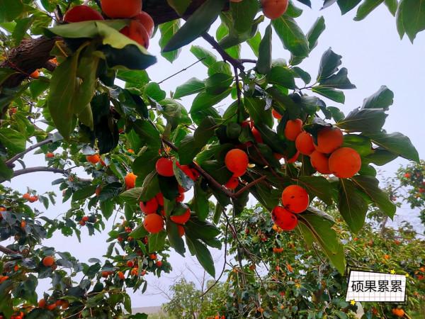 國慶山西運城旅遊——吃貨的一天