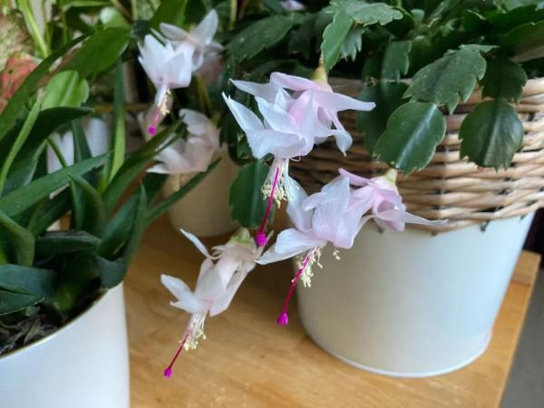 6種養室內窗臺上可以經常開花的小盆栽，南北地區的花友都適合養