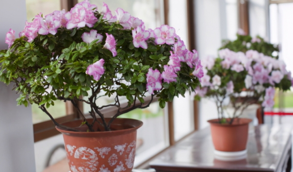 學會使用這些小妙招,養花真的能夠少走彎路 學會使用這些小妙招,養花真的能夠少走彎路