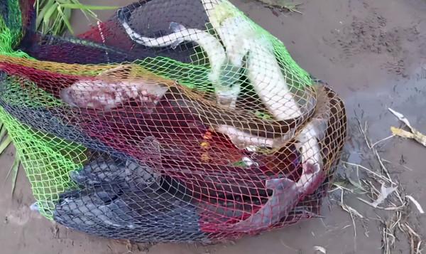 河北清漳河出現大量“鱘魚”，釣友人均釣幾十斤，不違法嗎？