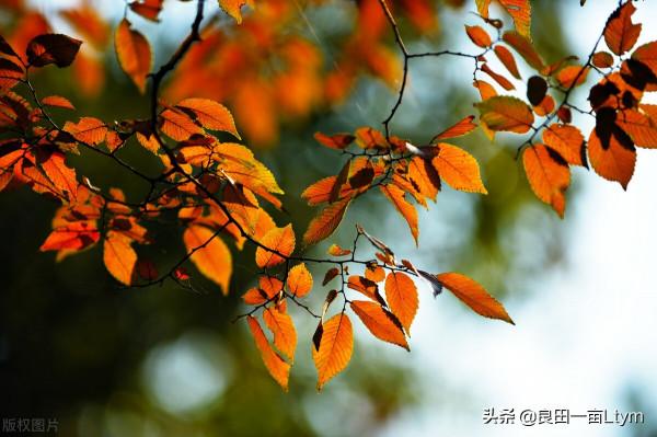 九九重陽節:祝大仙女們節日快樂 九九重陽節:祝大仙女們節日快樂