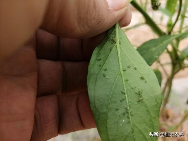 這個配方同時治蚜蟲、白粉蝨、蚧殼蟲等害蟲，持效期達40天以上