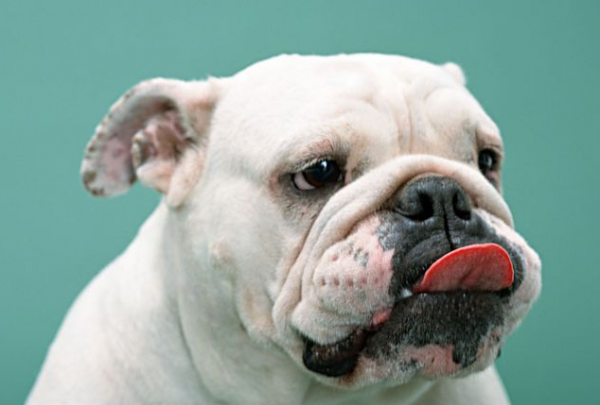 英國鬥牛犬體臭怎麼辦？