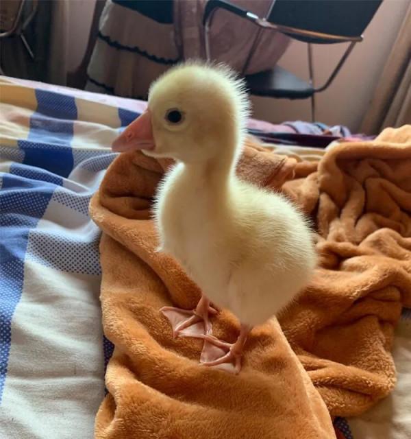 王思聰養的寵物鴨為什麼那麼貴?普通人為什麼不建議養? 王思聰養的寵物鴨為什麼那麼貴?普通人為什麼不建議養?