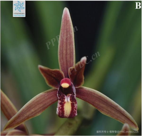 蘭花鑑別：南亞硬葉蘭和密花硬葉蘭有什麼不一樣？