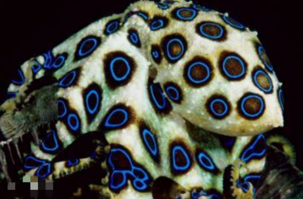 趣事:看看這幾種生物,你瞭解幾種 趣事:看看這幾種生物,你瞭解幾種