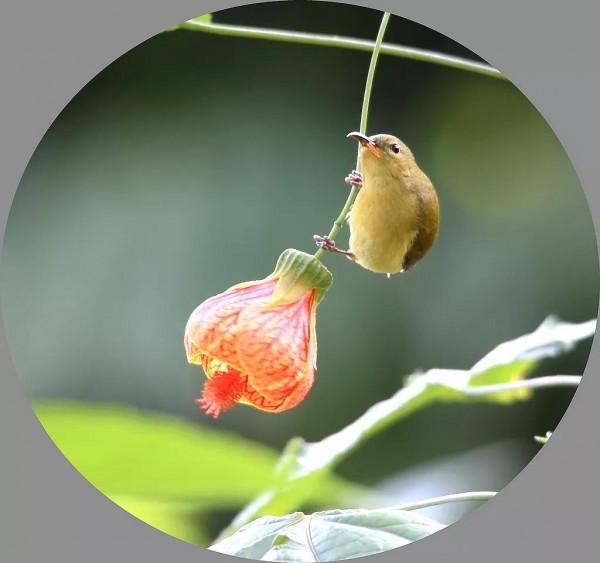 太陽鳥吃燈籠花是真，是假