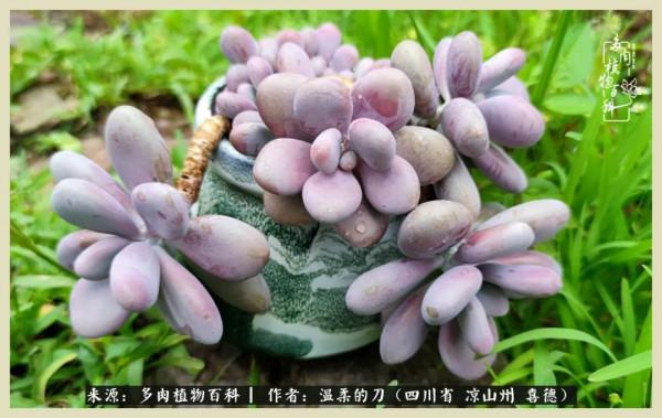 風吹過的夏天,你是仙子落凡間 風吹過的夏天,你是仙子落凡間