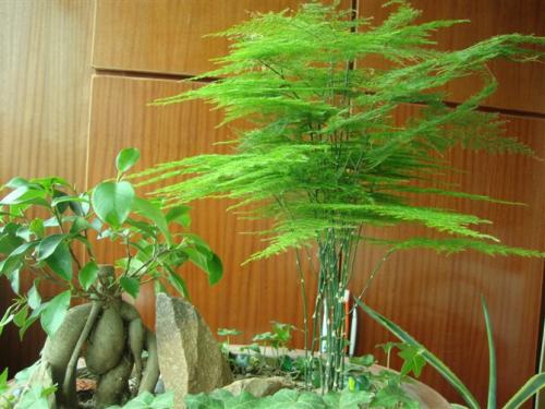 天生“怕曬”的7種花，曬太陽容易黃葉，放陰涼地反而綠油油的