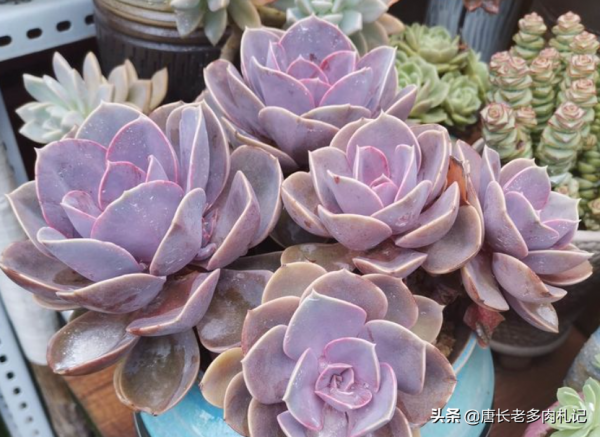 不應被遺忘的多肉紫珍珠，好養易上色，養成老樁後顏色紫紅超好看