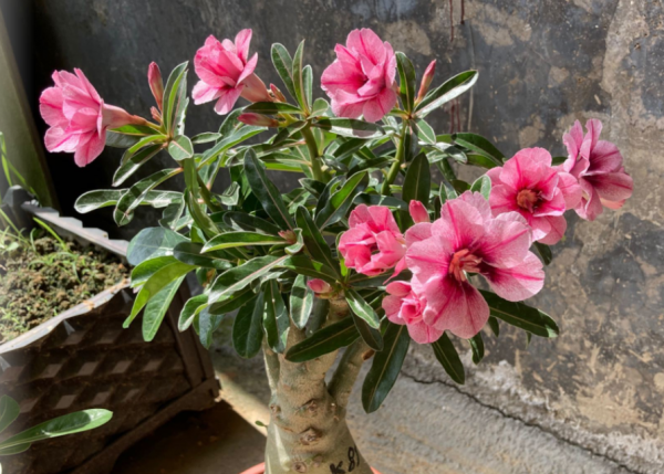 沙漠玫瑰幾天澆水？正確方法有3種，可以&OpenCurlyDoubleQuote;按天&rdquo;，也可以&OpenCurlyDoubleQuote;摸&rdquo;