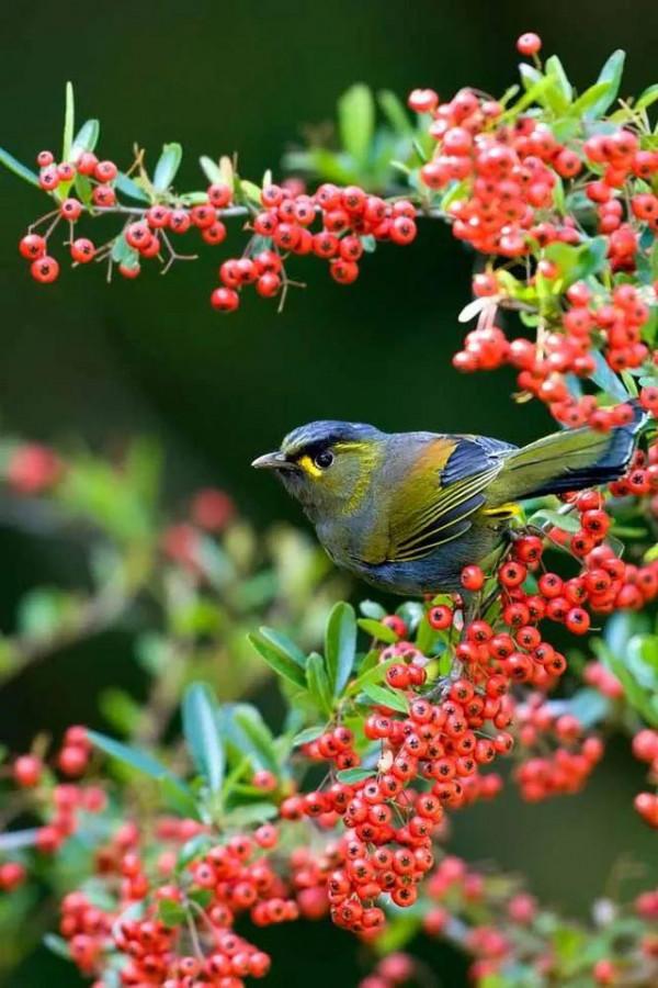 分享圖片——最美的鳥語花香集錦