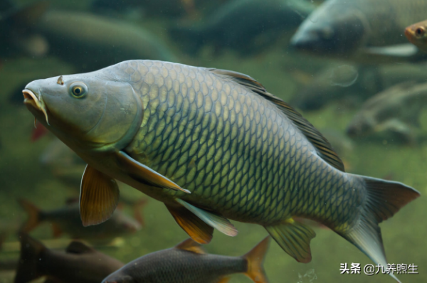 常吃魚好處多!家中常備這5種,營養美味,還能延年益壽 常吃魚好處多!家中常備這5種,營養美味,還能延年益壽