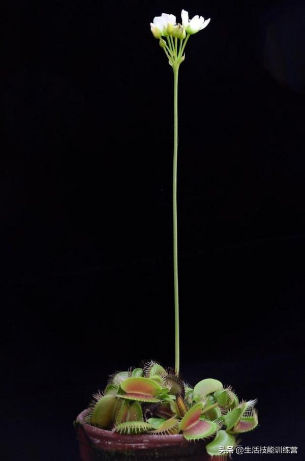 你見過躲雨的火烈鳥嗎？30張趣圖讓你大開眼界