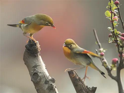 分享圖片一一比翼雙飛鳥