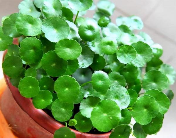 大多數花澆多水會死,而這10款花就喜歡泡水裡,天天澆水也不怕 大多數花澆多水會死,而這10款花就喜歡泡水裡,天天澆水也不怕