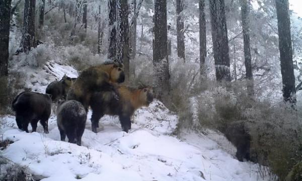 神獸出沒!四川九頂山又發現多隻“六不像”,比大熊貓還珍貴 神獸出沒!四川九頂山又發現多隻“六不像”,比大熊貓還珍貴