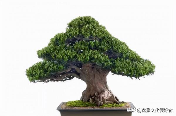 俗話說：千年羅漢松、萬代幸福根