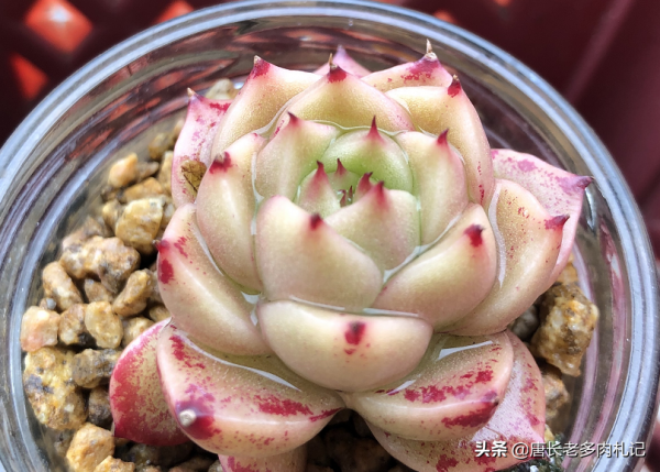 多肉隔著塑膠袋曬太陽？肯定不行！不過有時塑膠袋對多肉有小妙用