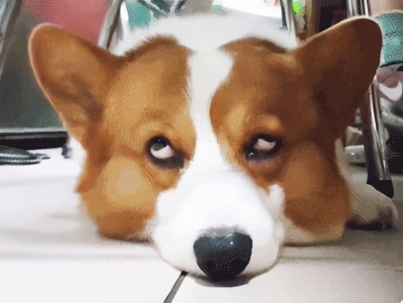 盤點熱門犬種：什麼狗狗更適合你呢？