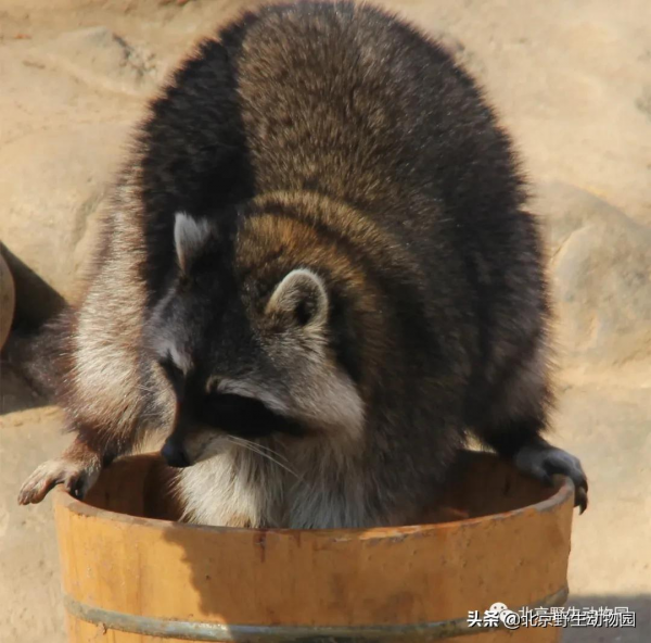 家族介紹——一起聊一聊北美浣熊 家族介紹——一起聊一聊北美浣熊