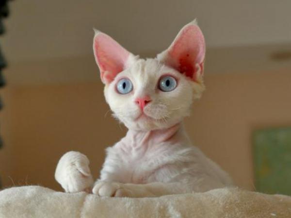 德文捲毛貓：比布偶還像狗的貓，被稱為“捲毛狗”，重點是不掉毛