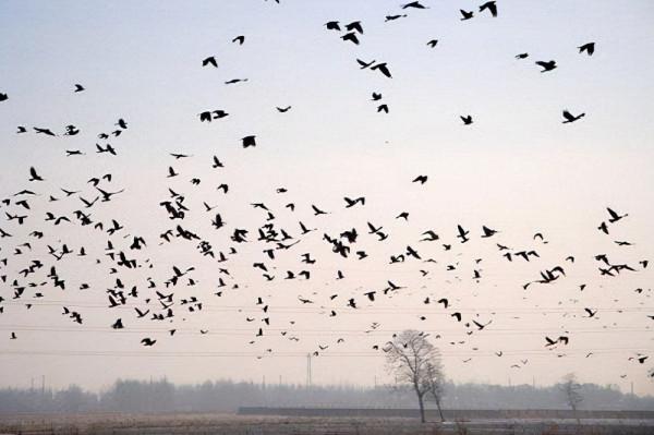 8個顛覆你認知的動物冷知識，超級有趣