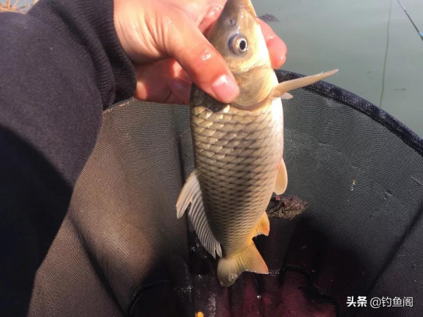 氣溫直降10度，鯽魚還會開口？這4種情況不要釣，多半空軍