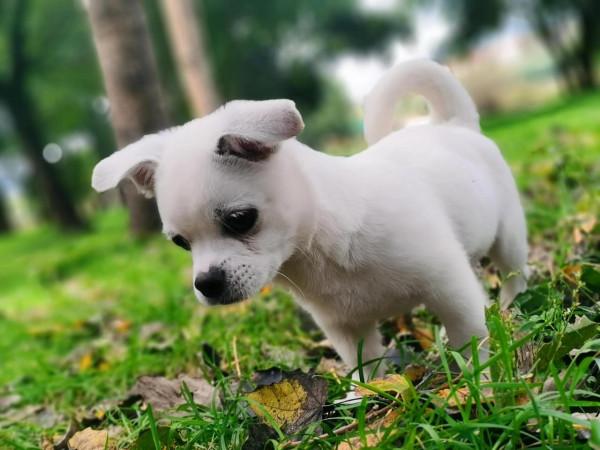 小狗飯糰兒,希望你開心 小狗飯糰兒,希望你開心