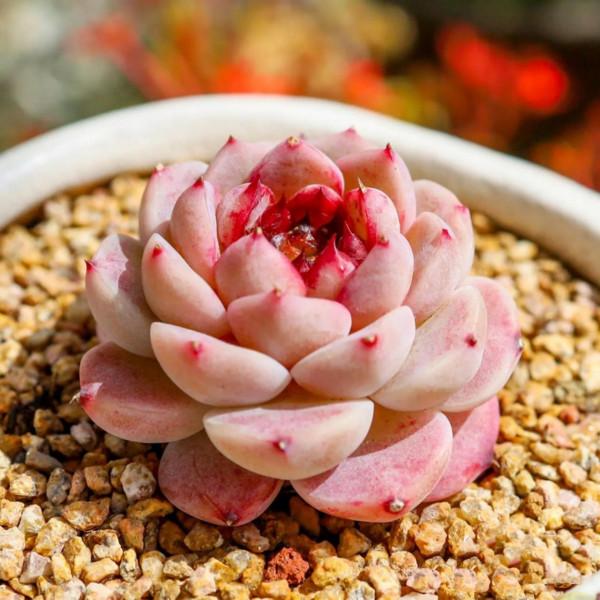 看了就想抱回家的多肉