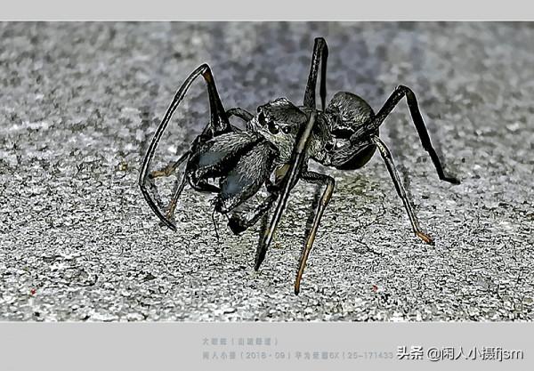 昆蟲攝影：絨蟻蜂，聽說過嗎？戶外遇上了，你會認為是隻螞蟻嗎？