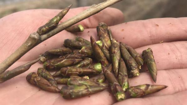 農村有些人收楊樹芽，他們收楊樹芽幹什麼用？取之楊樹用之楊板