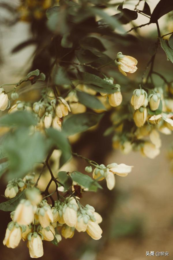 12星座周運1&sol;24-1&sol;30，白羊過渡期，獅子充滿熱情，天蠍調整狀態