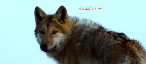 狼王慘死 狼後殉情 留下六隻狼崽 草原遺孤 美女救狼做兒子的傳奇故事