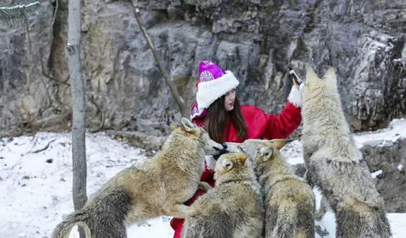 女知青把狼崽當狗養，半年後食量太大無奈放生，狼群報恩送她野兔