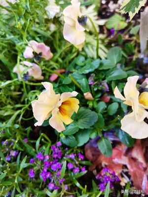 原產於歐洲的與三色堇同類的植物——香堇菜 原產於歐洲的與三色堇同類的植物——香堇菜