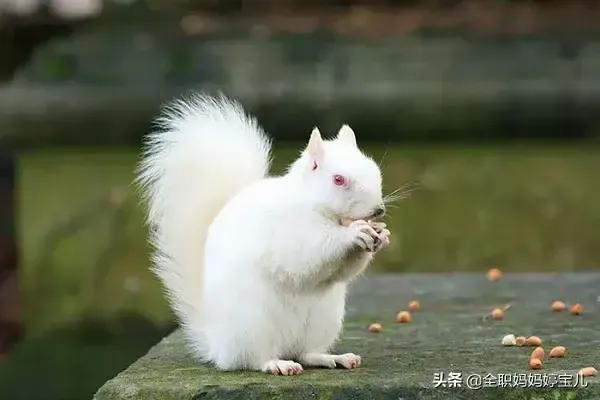 可愛的小松鼠 可愛的小松鼠