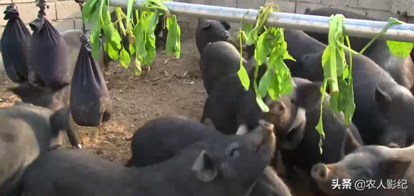 河北大哥創業養黑豬，逆境中“巧”翻身，一年收入達900多萬元