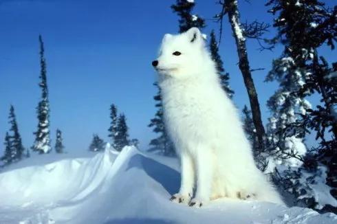 分享最美的狐狸——白狐