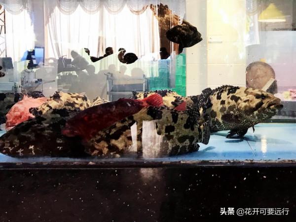 西北飛越近5000公里到最南端湛江，體驗早茶，海鮮，白斬雞和沙蟲