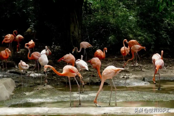 關於多明尼加共和國的有趣事實和令人驚歎的自然風光