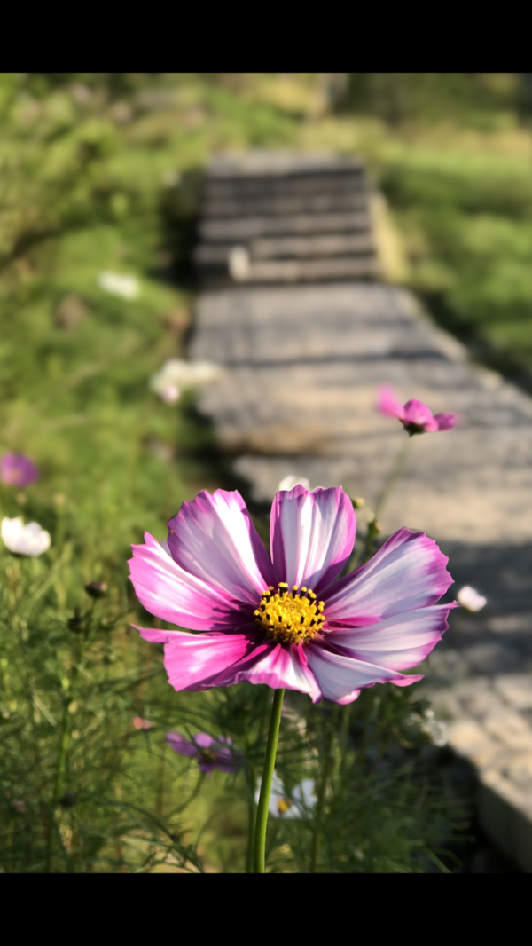 是不是每個人都有一個造園夢? 是不是每個人都有一個造園夢?