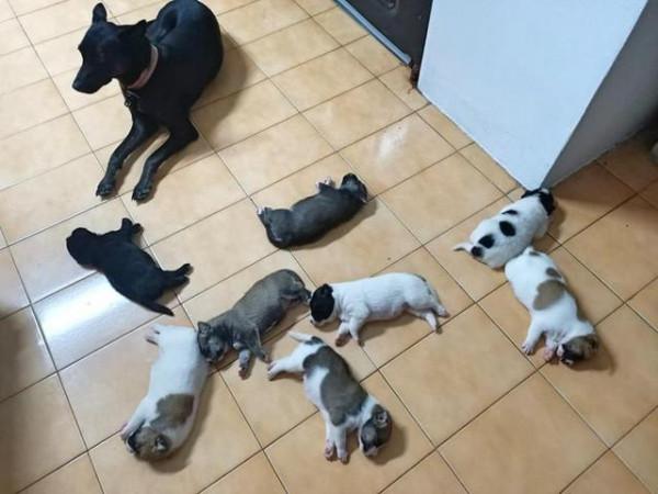 女孩曾救過黑狗，半年後黑狗主動來找她，還帶來了8只小狗