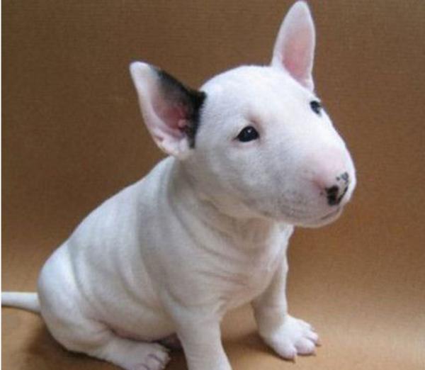 盤點幾種“很怕冷”的狗狗,這是凍成狗了嗎 盤點幾種“很怕冷”的狗狗,這是凍成狗了嗎