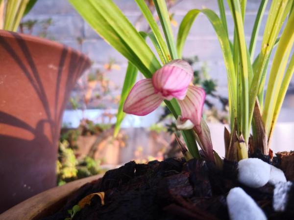 紅花荷瓣春蘭今春開花了