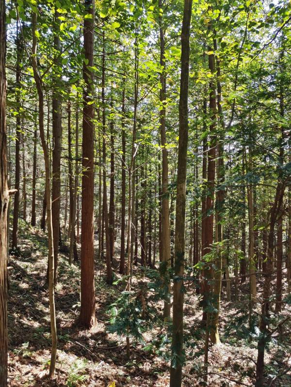 四明山國家森林公園 四明山國家森林公園